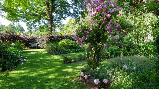 Article thumbnail: Mannington Hall Gardens dappled light in the modern herbaceous borders with climbing rose