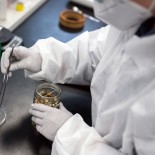 Article thumbnail: A laboratory researcher removes a Psilocybe mushroom from a container at the Numinus Bioscience lab in Nanaimo, British Columbia, Canada, on Wednesday, Sept. 1, 2021. Numinus Wellness Inc., a mental health care company specializing in psychedelic-assisted therapies, was the first public company in Canada to harvest a legal batch of mushrooms from the Psilocybe genus last year. Photographer: James MacDonald/Bloomberg via Getty Images