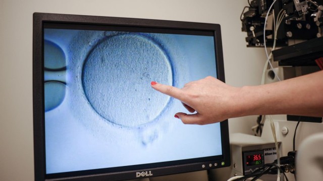 Article thumbnail: An embryologist shows an Ovocyte after it was inseminated at the Virginia Center for Reproductive Medicine, in Reston, Virginia on June 12, 2019 - Freezing your eggs, getting pregnant after the age of 50, choosing the baby's sex: when it comes to in-vitro fertilization and other assisted reproduction procedures in the United States, would-be parents are spoilt for choice. This isn't the case in many other countries, including France, which is hoping to pass legislation that would let single women and lesbian couples benefit from these technologies for the first time. (Photo by Ivan Couronne / AFP) / TO GO WITH AFP STORY by Ivan COURONNE, "In US, relaxed IVF laws help would-be parents realize dreams" (Photo by IVAN COURONNE/AFP via Getty Images)